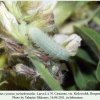 polyommatus cyaneus yurinekrutenko larva4a
